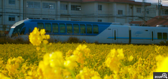 もっちゃん／三重県松阪市　「はるいろのでんしゃ」　菜の花にしまかぜ。菜の花畑を通りすぎるしまかぜをとらえました。