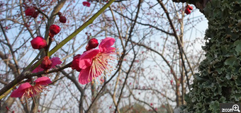 なかさん／愛知県豊田市　「紅梅香る」　梅の古朴と紅梅のバランスが面白かったので。撮影のポイントは、「色の美しさ」。