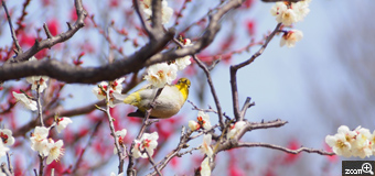 にゃんこ／愛知県名古屋市　「春の使者。」　まだまだ肌寒い日もありますが、春はもうすぐそこまで来てますよ♪背景に紅梅を配し、白梅にとまるメジロを狙いました。ちょこまか動き回る小さい鳥は難しいですね。でも可愛くて好きな鳥なので、夢中で撮りました！