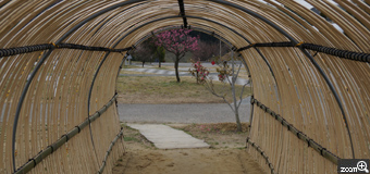 そら／愛知県名古屋市　「トンネルをくぐるとそこには …」　佐布里の梅を撮りに行きましたがまだ早過ぎた様でした。見頃でなくても何かいい写真を撮りたくて。竹で出来たトンネルがあり、そこをくぐっていくと丁度目の前に紅い梅の花が咲いていて、うん！絵になる！と直感で シャッターを押しました。普段は被写体を真ん中に置くことはないのですが、あえて真ん中に置くことでアートっぽい感じに仕上がり気にいっています。