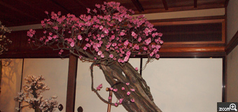 MIDORI／滋賀県愛荘町　「老木」　凄い木です。何年たっているのか？