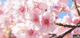 あいりっち／愛知県知多市　「まんかい！」　河津桜が満開でした。晴れている日に撮りました。