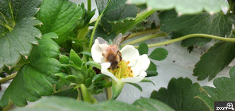 フリージア／岐阜県恵那市　「お散歩ミツバチ春一番」　苺ハウスでの可愛い蜜バチ見っけたよ。苺の白いお花に舞い降りた可愛い天使みたいにみえました。