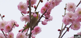 a3coo／愛知県豊橋市　「早春の候」　梅の花に群がるメジロ達が可愛らしかったです(^^♪薄曇りだった為、ISO感度を上げて撮影しました。（ISO800）