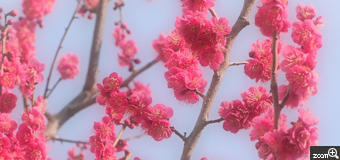ごんた／愛知県豊川市　「青空と梅の花」　天気も良く梅の花が青い空に映えていました。青い空がきれいに映るようにしました。