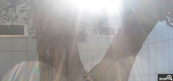 SOPH!E／愛知県名古屋市　「木の精」　迷子になっていた時に見つけた公園の木に人のような形をした枝が!?昼頃で太陽が高く、ちょうど真ん中に来るようにして撮ったら神々しくなった。