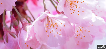 にゃんこ／愛知県名古屋市　「Spring has come!」　市政資料館にて。オオカンザクラが見頃でした！ここの桜が咲くと、春が来たなぁって嬉しくなります。背景に濃いピンク色の寒緋桜を配して、華やかな春らしい気分を演出してみました。