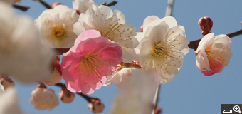 MIDORI／滋賀県愛荘町　「ピンク一輪」　白色の中にピンクが。可愛かったので