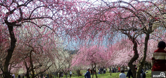 MIDORI／滋賀県愛荘町　「さくら色」　びっくりするほどの梅の花。いなべの梅まつりで。どこを撮ればいいのか分かりませんでした
