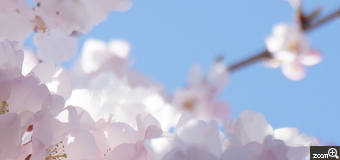 そら／愛知県名古屋市　「ゆめのなか」　青空の下  小ぶりの早咲きのさくらが咲いていました。 下から見上げると 桜の花たちが笑いかけてきます。 透き通った花びらが とってもキレイで 露出を少し上げて 柔らかさを表現しました。