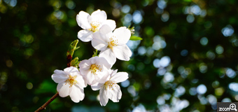 そら／愛知県名古屋市　「なかよし」　大高緑地公園にて。県営のとっても広い緑地公園なので花見目的の人達は皆メインに咲く桜を楽しんでいました。私は少し離れた場所にひっそりと咲いていた桜の木を見つけました。寄り添う様に咲いた桜の花はまるで仲のよいお友達の様でした。