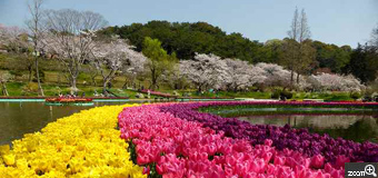 azuki／静岡県袋井市　「素敵な競演」　チューリップと桜の競演・・いいね！チューリップたちの緩やかな流れのコントラストが素敵でした。さくらも満開で満足感でいっぱいです。
