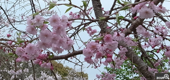 暁／宮崎県宮崎市　「桜恋」　小雨止んで曇り空、恋心桜色。用事帰り慌てて撮影、今年も桜気分充電。