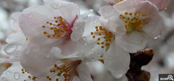 MIDORI／滋賀県愛荘町　「雨の日でも」　今年は撮りに行ったら雨です。雨の中カメラを濡らさないように撮るのは大変でした。