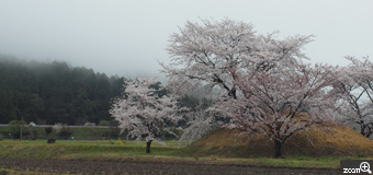 MIDORI／滋賀県愛荘町　「古墳のさくら」　町に古墳があります。そこの桜は定番ですが毎年撮りに行きます。でも年によって花も大きくなったり、あまり咲かなかったりといろいろです。