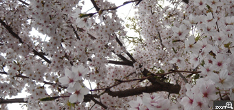 ばるーん／愛知県名古屋市　「桜だらけ」　