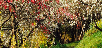 みちまん／愛知県名古屋市　「桃源郷入り口はこちらです」　一面の桃の花。あの道を行けば、夢のような世界が…。上中の桃の花。何処を撮っても綺麗で、構図に悩みました。ここからは、立ち入り禁止のギリギリで、この先に広がる世界を思い描きながら、撮影しました。
