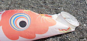 mari／三重県玉城町　「ひとやすみ」　川から海へ流れ着いた鯉のぼりたちをパシャリ☆三重県熊野市の七里御浜を泳ぐおよそ200匹の鯉のぼり。地元の方の協力でこの時期の風物詩になっています。鯉のぼりたちの束の間の休憩タイムを撮らせていただきました！