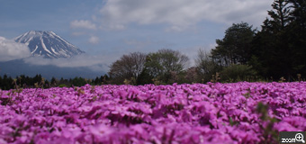 がちゃぺん／愛知県豊田市　「富士山と芝桜」　天気に恵まれました。お天気よくて気持ちがよかったです☆