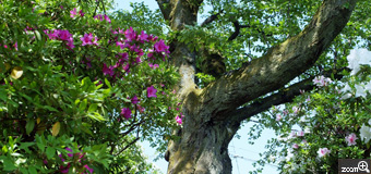 MIDORI／滋賀県愛荘町　「大きい木とつつじ」　つつじの合間に大きな木が。何年たっているのでしょうか。
