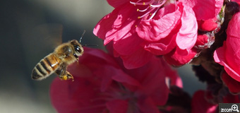 とっとちゃん／愛知県名古屋市　「ミツバチ」　“ミツバチが桃の花へ花粉団子を集めにきたよ”桃の花にミツバチが蜜を集めに飛び回っています。花から花へ飛ぶ瞬間をとらえることで、花粉団子がきれいに撮れました。