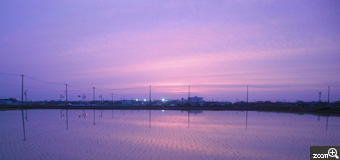 ピンクのくま／愛知県安城市　「夕暮れ」　田んぼに映る景色を撮りました。夕方は主婦にとって忙しい時間帯で、わざわざ写真だけを撮りに出掛けるのは難しいです。たまたまお買い物に行く途中、夕暮れの景色が素敵だったので、車を停めて撮りました。