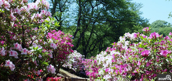 MIDORI／滋賀県愛荘町　「つつじと階段」　何とも言えないくらい、つつじの花畑でした。階段を登っても登っても花の中に階段が。大変だけど素敵でした。