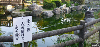 ぴんた／愛知県江南市　「いかにも…お寺」　藤まつりで江南市の曼陀羅寺を訪れましたが、この看板が気になって気になって。夕方だったので、黒い鯉はうまく撮れず看板だけになってしまいました(笑)