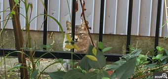 かぷちーの／愛知県名古屋　「庭先の視線」　気配を感じてみると猫が睨んで（？）きてました・・・。警戒心の強い野良ちゃんなので近づくのに苦労しました。