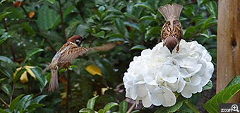 とっとちゃん／愛知県名古屋市　「あじさいとスズメ」　白いあじさいの花にスズメが覗き込んで何があるのかな？揺れるアジサイの花にスズメがのってゆらゆら、スズメの動きは速いしシャッターチャンスが難しかったです。