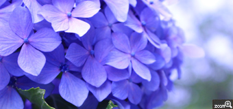 しょこたん／愛知県知多市　「blue」　お庭の紫陽花が主張をはじめました。