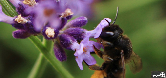 しょこたん／愛知県知多市　「いただきます」　お庭にミツバチがお食事に・・・