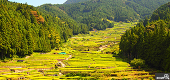さくらこ／東京都練馬区　「稲の輝く緑」　とっても美しい棚田に見惚れてしまいました。古き良き日本の風景の「四谷の千枚田」。稲が緑色に輝いている稲は素晴らしく、その良さと四谷の千枚田を囲むような山々の魅力を伝えたいと思いました。