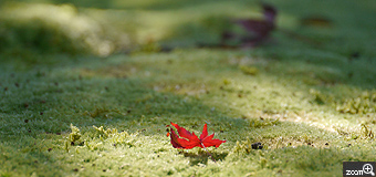 ammobium／愛知県設楽町　「もみじひとひら」　京都の庭園にて。木漏れ日に光る苔と紅葉の葉の美しさに魅了されました。
