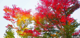 笛吹き／愛知県豊橋市　「萌え始めはグラデが美しい。」　北信州の飯山にて。萌え萌えの木々たち。japan beauty！こだわりポイントは、「心と構図」。