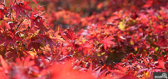 shoko／愛知県知多市　「赤」　東福寺の紅葉は燃えるような赤でした。撮影のポイントは、鮮やかさ。