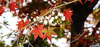 shoko／愛知県知多市　「東福寺散歩」　東福寺に行ってきました。京都の秋は紅葉も人もすごいですね。キレイな紅葉をそのまま表現したいと思いました。