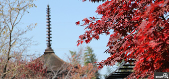 ckys／愛知県豊橋市　「一足遅い紅葉」　今年は遅い紅葉だったため待ちくたびれました