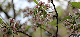 ckys／愛知県豊橋市　「ヒマラヤザクラ」　秋から冬に咲く珍しい桜だそうです