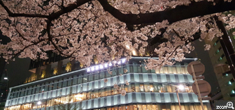 hiron☆／愛知県名古屋市　「駅前夜桜」　新しいビルと桜のコラボがきれいでした