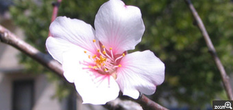 はまお／愛知県知多市　「アーモンドの花」　アーモンドのお花が咲きました。きれいにうつるように撮影しました。
