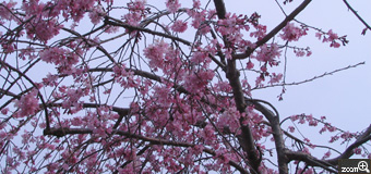 はまお／愛知県知多市　「枝垂れ桜」　枝垂れ桜が咲いていました。きれいにうつるように撮影しました。