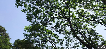 ネムタン／愛知県名古屋市　「青と緑～」　新緑がきれいな季節になりました