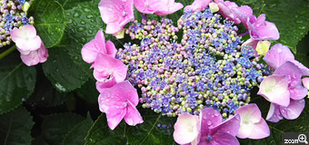 かなみー／愛知県名古屋市　「紫陽花みっけ♪」　雨粒と紫陽花がきれいでした。