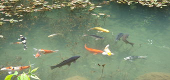 はなまま／愛知県豊田市　「池の鯉」　三光寺の池の鯉です。暑さの中気持ちよさそうに泳いでました。　撮影のポイントは、ゆったり泳ぐ鯉たちの姿。