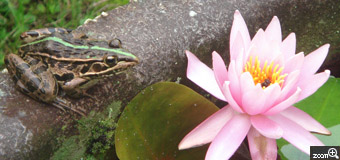 はなまま／愛知県豊田市　「蛙と睡蓮」　蛙が睡蓮の花を見ているのかと思いきや・・。　撮影のポイントは、睡蓮の花と蛙の立ち位置。