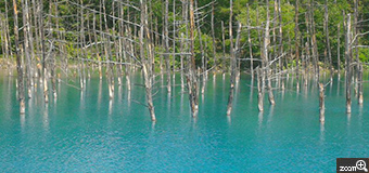 きよたん／愛知県刈谷市　「神秘的な、青い池」　神秘的な青い池！ぜひ見に行ってください！　６月に北海道旅行にいきました！この青い池の青色は、その日の天気によって左右されます。天気が良くなければ、この青い池の絶景は見ることができません。残念ながら夏の台風で、現在青くない池になってしまっているようです。