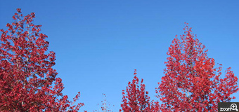 ネネ／神奈川県海老名市　「秋の空」　「青」と「赤」のハッキリとした２色を撮りたかったので、あえて木は写しませんでした。