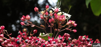 MIDORI／滋賀県愛知郡愛荘町　「ゴンズイだって」　ビックリしました。花の名前とは思いませんでした。いつも行く公園で見つけました。一本だけ花が咲いていました。行ったり来たりしながら撮りました。