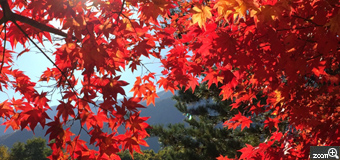 ひろちゃん／愛知県江南市　「秋景色」　真っ赤に染まった紅葉。その隙間から差し込む木漏れ日と整然と並んだ河原の石。すべてがとても美しく、自然と溶け込んで見えました。